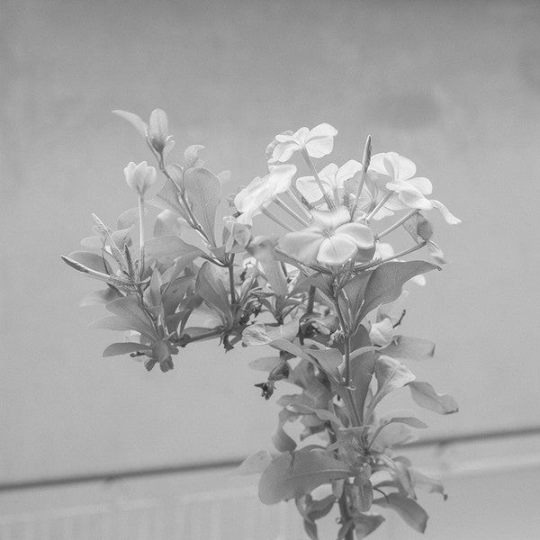 UNTITLED (9 PATTERNS)