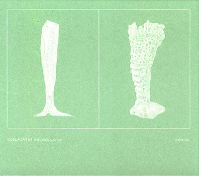 THE GLASS SPONGE