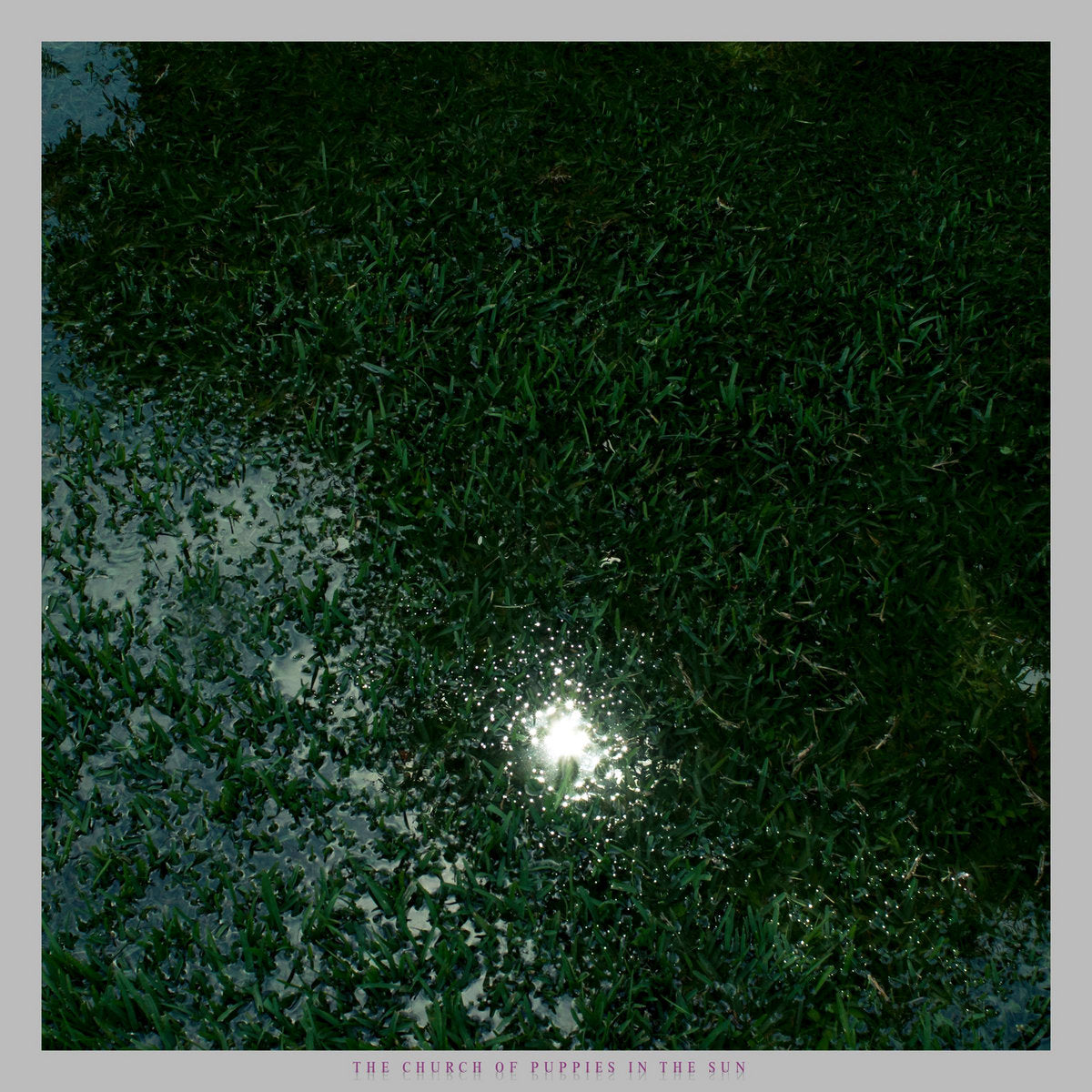 THE CHURCH OF PUPPIES IN THE SUN